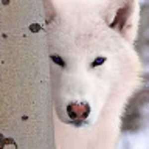 Meet your Posher, Shefaa